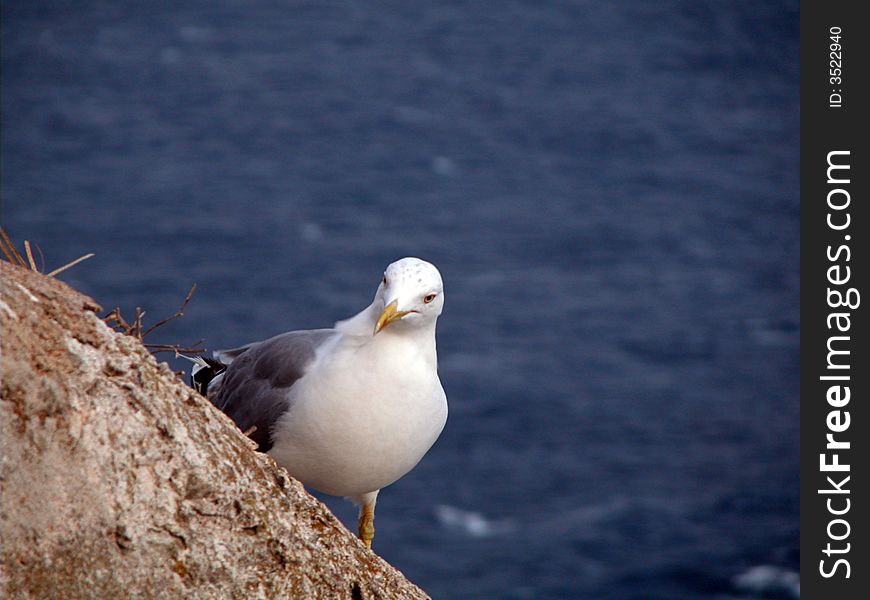 Seagull on a rock, blue sea on background