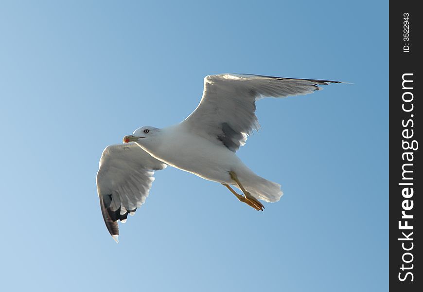 White seagull flying in clear blue sky. White seagull flying in clear blue sky