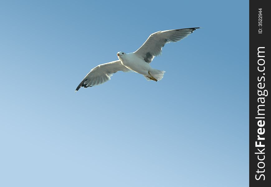 White seagull flying in clear blue sky. White seagull flying in clear blue sky