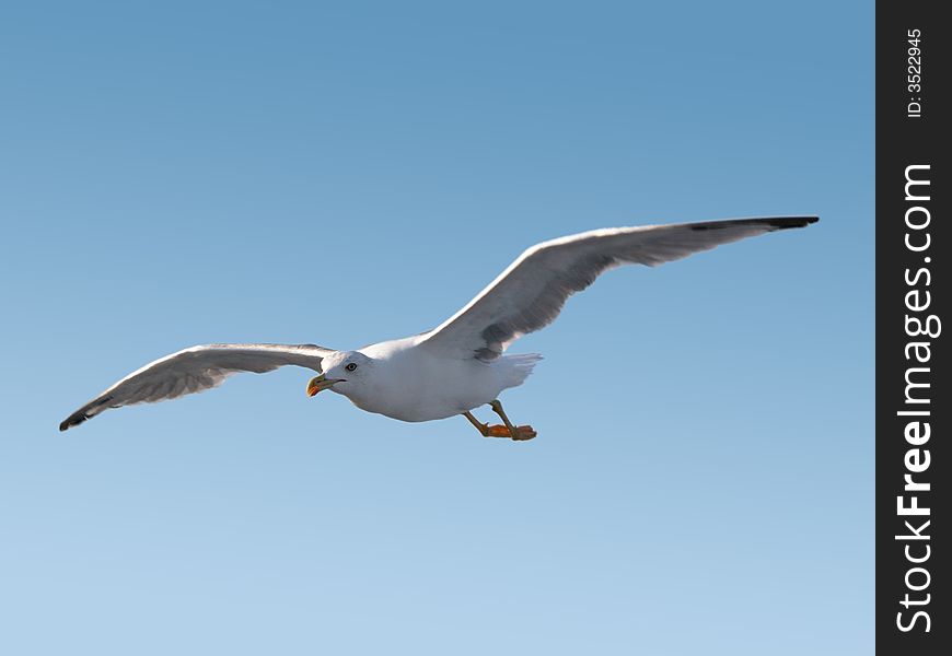 White seagull flying in clear blue sky. White seagull flying in clear blue sky