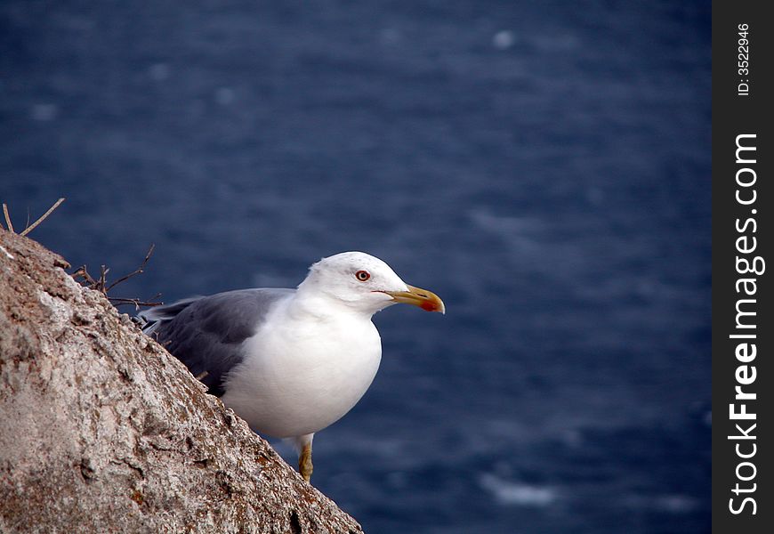 Seagull on a rock, blue sea on background