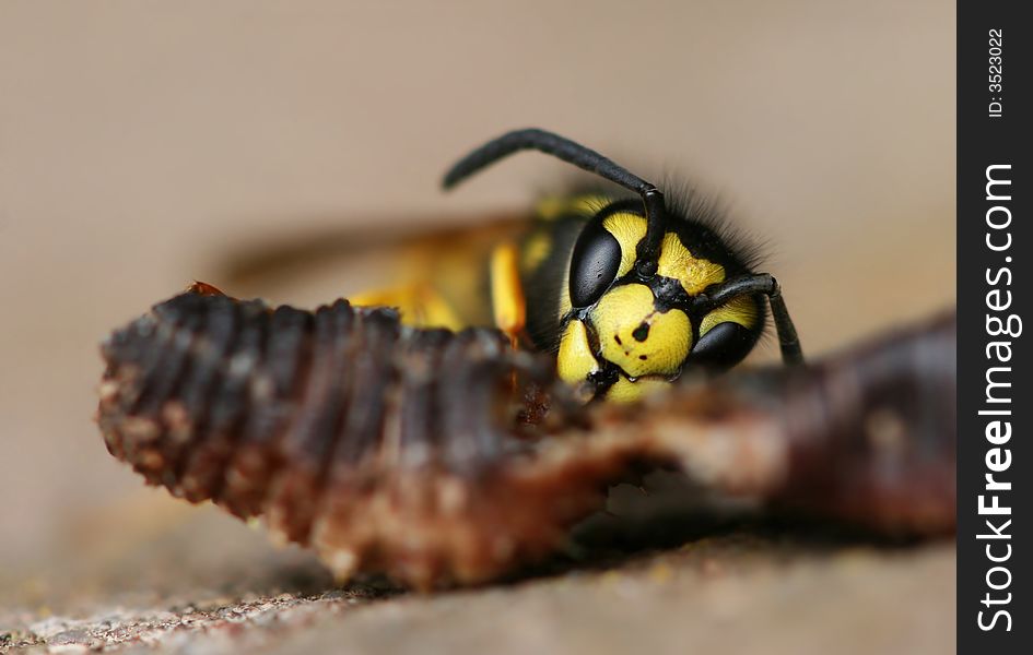 Yellow wasp eating dead earthworm. Yellow wasp eating dead earthworm