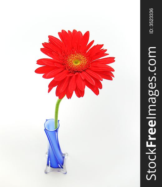 Refreshing red daisy in blue color vase. Refreshing red daisy in blue color vase