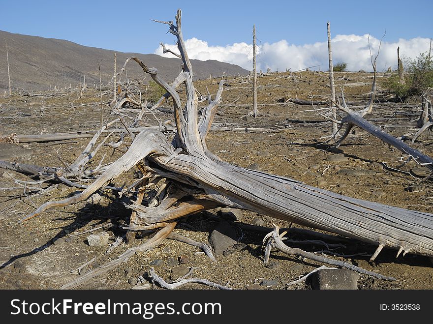 Dead trees. Northwest of Russia. Dead trees. Northwest of Russia