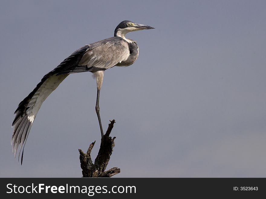 Black Headed Heron stretching before flight. Black Headed Heron stretching before flight