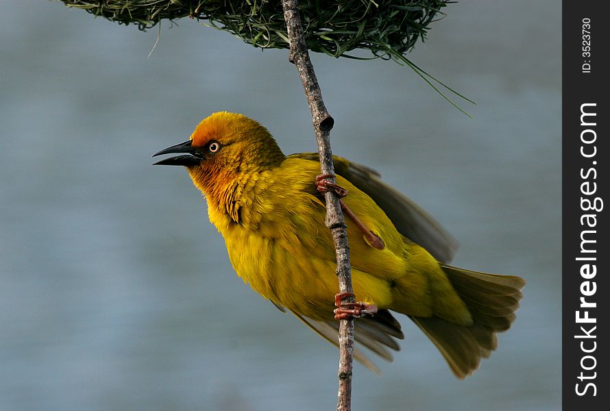 Cape Weaver showing off for the females in the area.
