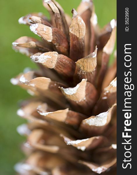 Closeup of a brown pine cone from an oak tree in Scotland