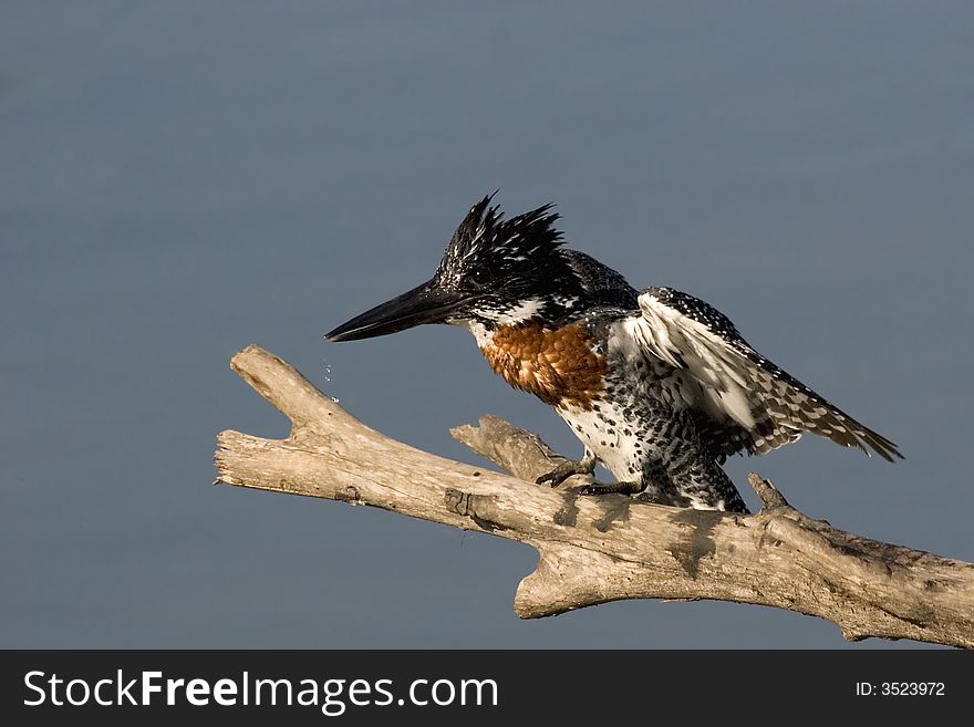 Giant kingfisher landing on log