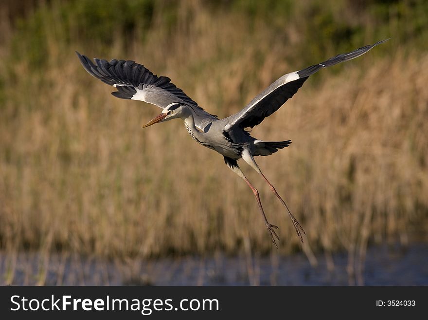 Grey Heron returning to the nest.