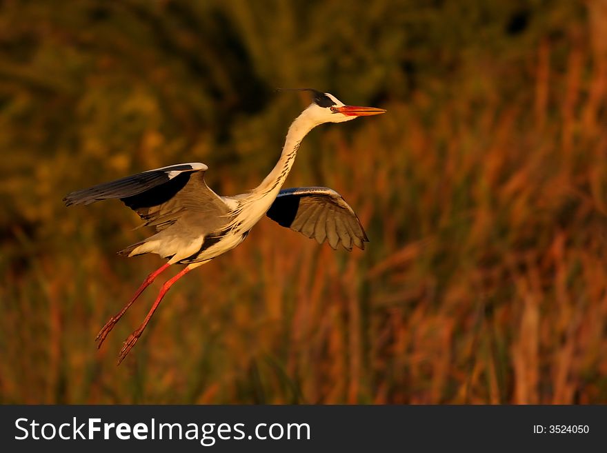 Grey heron in last rays of sunlight.