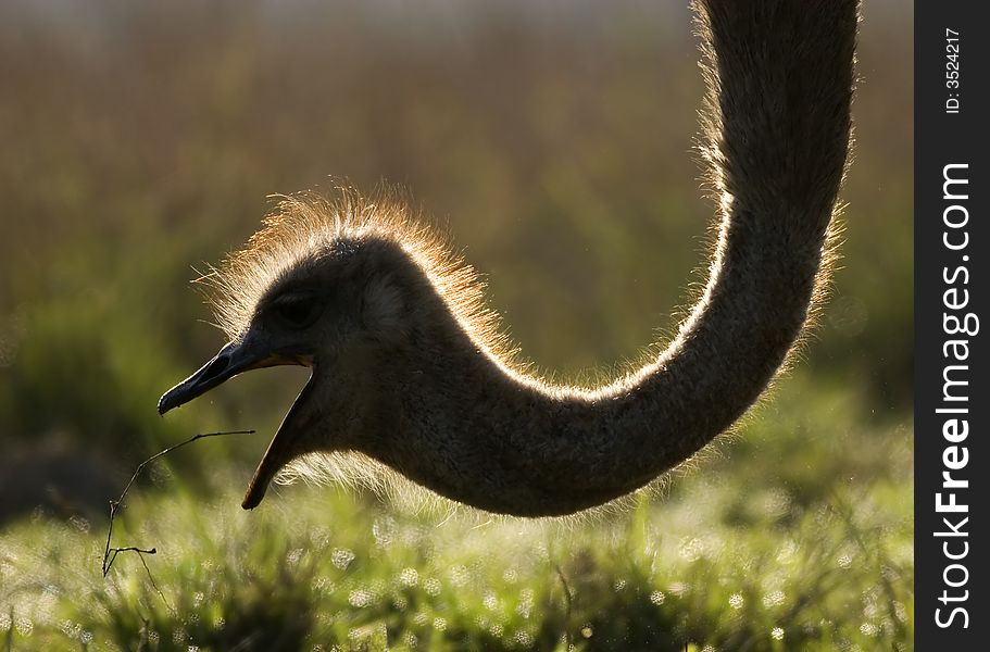 Back lite ostrich taken in the early morning.