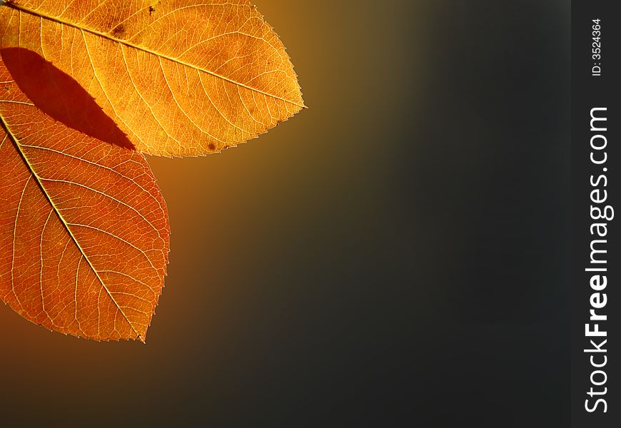 Beautiful colored leafs on the gradient background