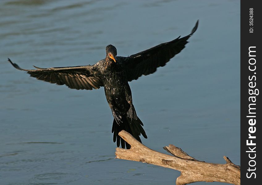 Reed Cormorant coming in to land.