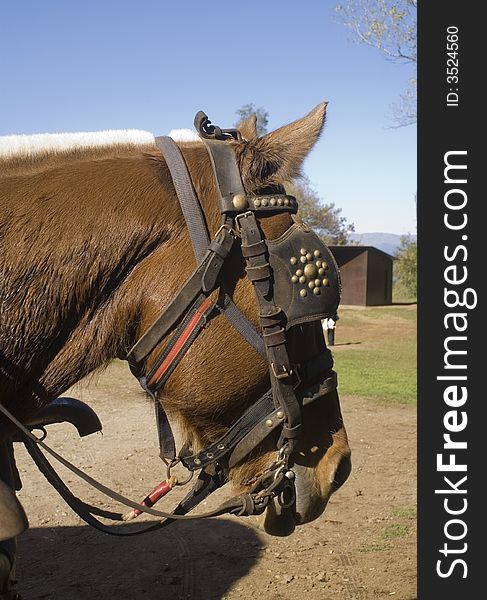 Portrait of a brown horse. Portrait of a brown horse