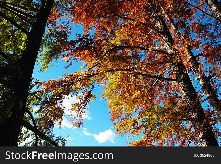 The beautiful fall color of a tree. The beautiful fall color of a tree