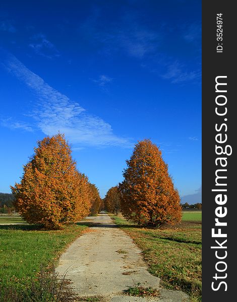 Alley of trees in autumn with blue sky