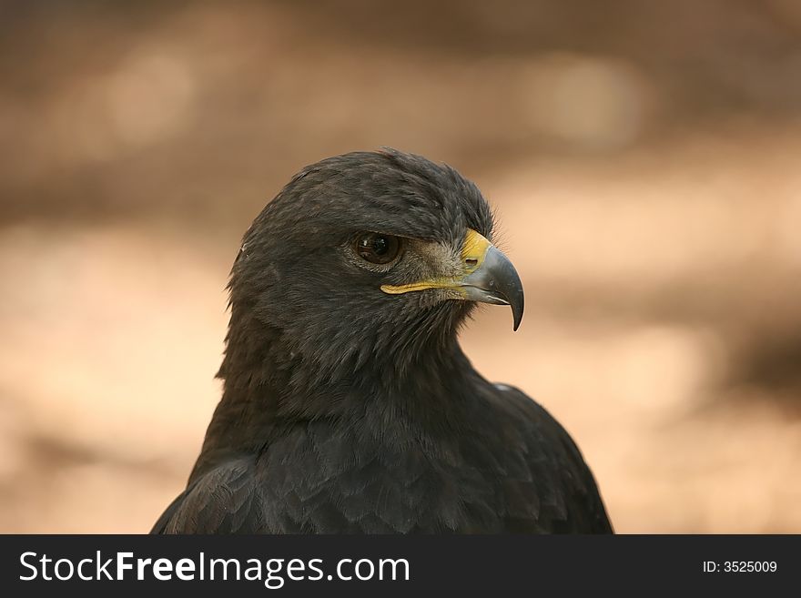 Eurasian Eagle
