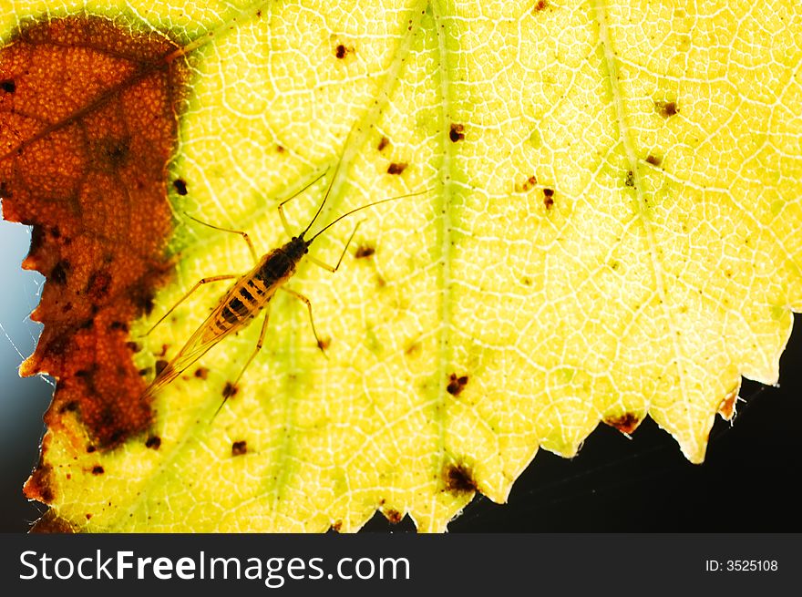 Close-up photo of a insect on a leaf