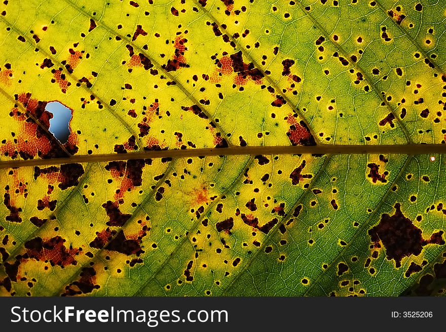 Close-up photo of Sweet Chestnut leaf. Close-up photo of Sweet Chestnut leaf