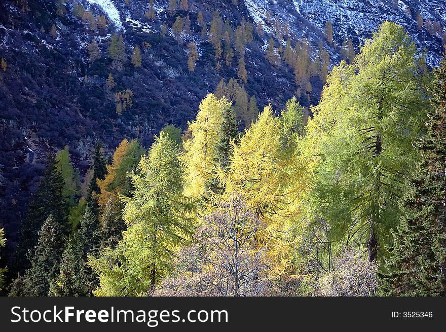 Changing colors in the Alps during early Fall; Italy. Changing colors in the Alps during early Fall; Italy.