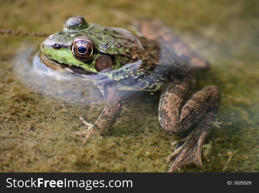 Frog with head sticking out of water. Frog with head sticking out of water