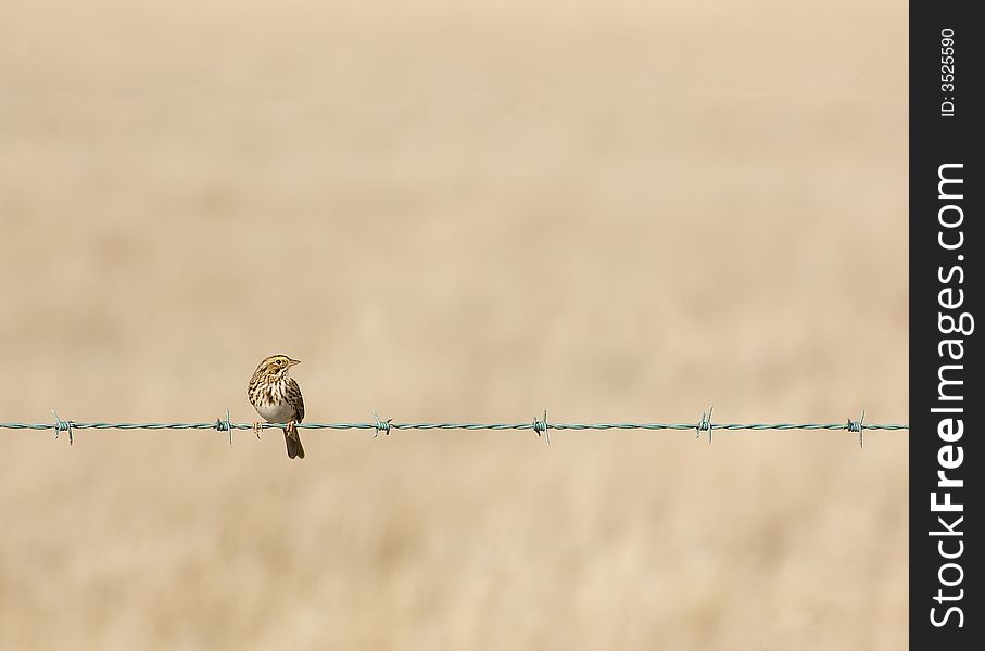 Little bird standing on a barbed wire fence