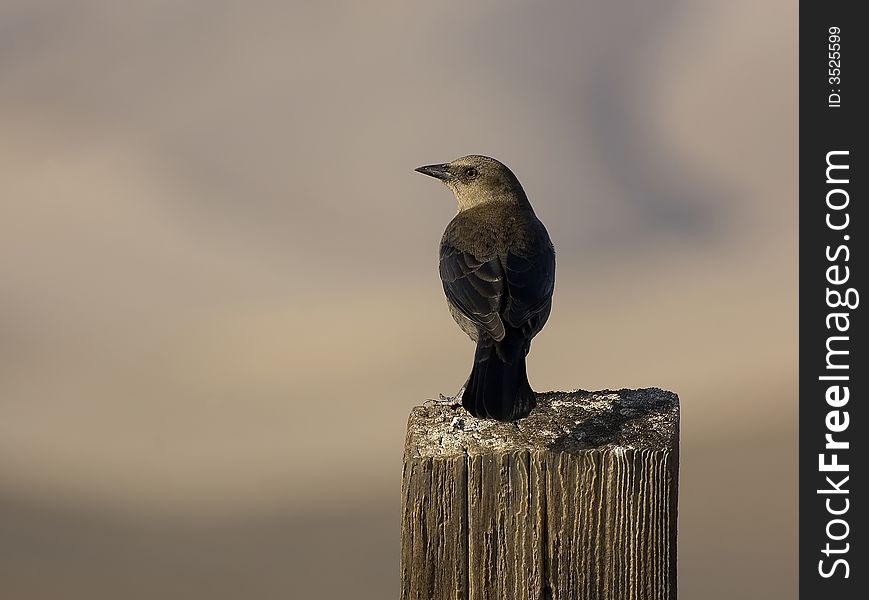 Say's Pheobe perched on a wood post