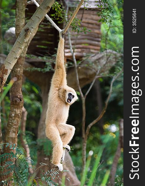 Image of gibbon in a zoo