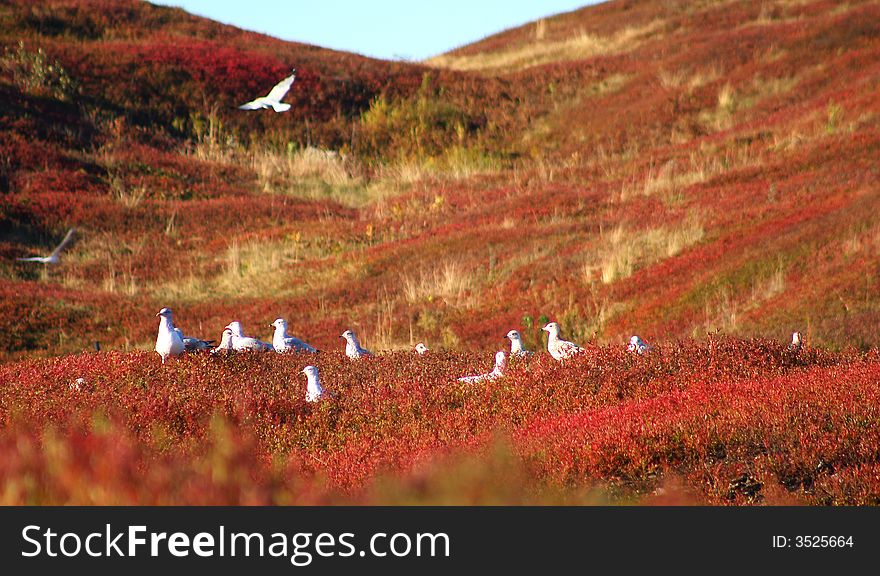 Many white birds on a red hill. Many white birds on a red hill.