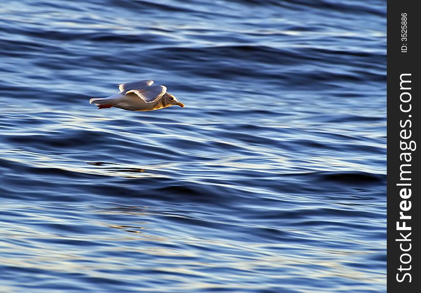 Seagull in flight across the water. Seagull in flight across the water