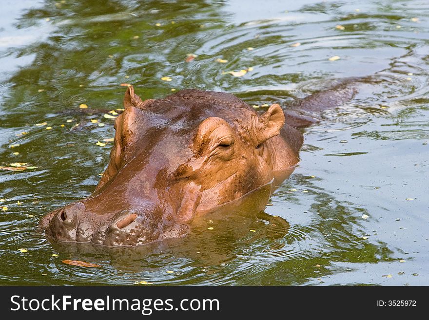 Image of Hippopotamus in a zoo