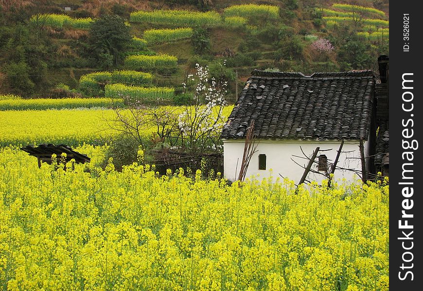 Spring season in a chinese village. Spring season in a chinese village