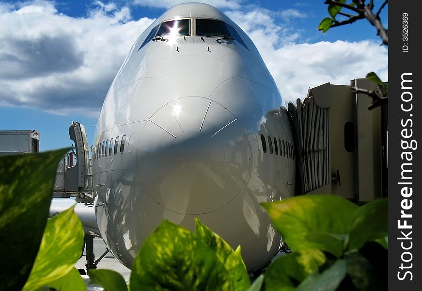 View from behind plants of nose of jumbo jet awaiting service. View from behind plants of nose of jumbo jet awaiting service