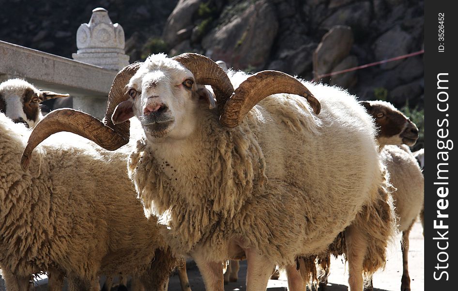 Crowd of white sheep was fed in Drepung Monastery. It's very beautiful. Crowd of white sheep was fed in Drepung Monastery. It's very beautiful.