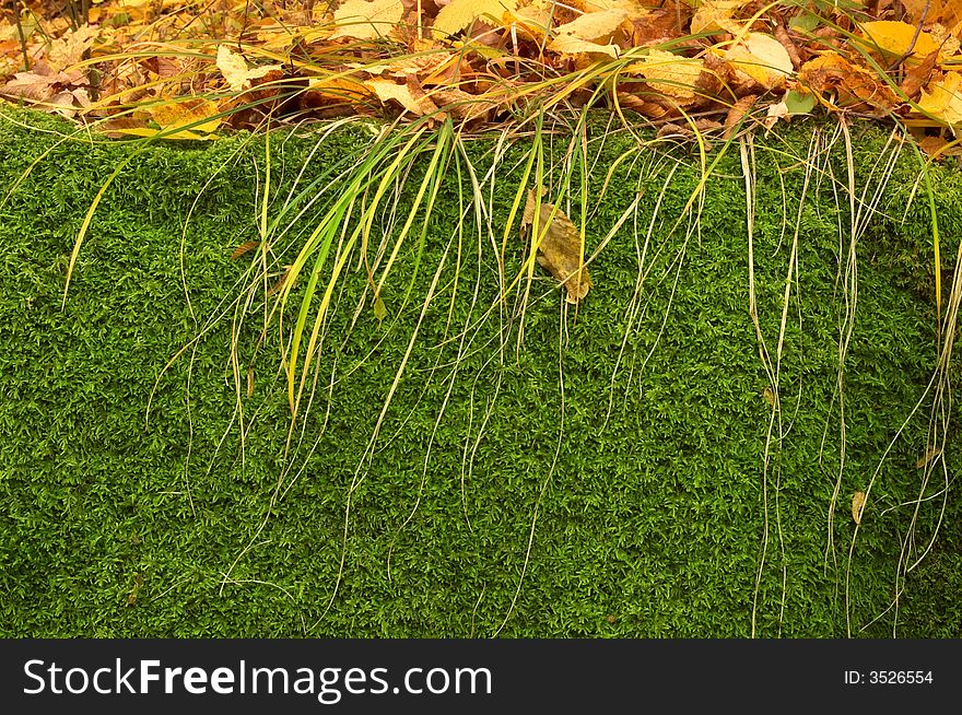An image of green moss and yellow leaves. An image of green moss and yellow leaves