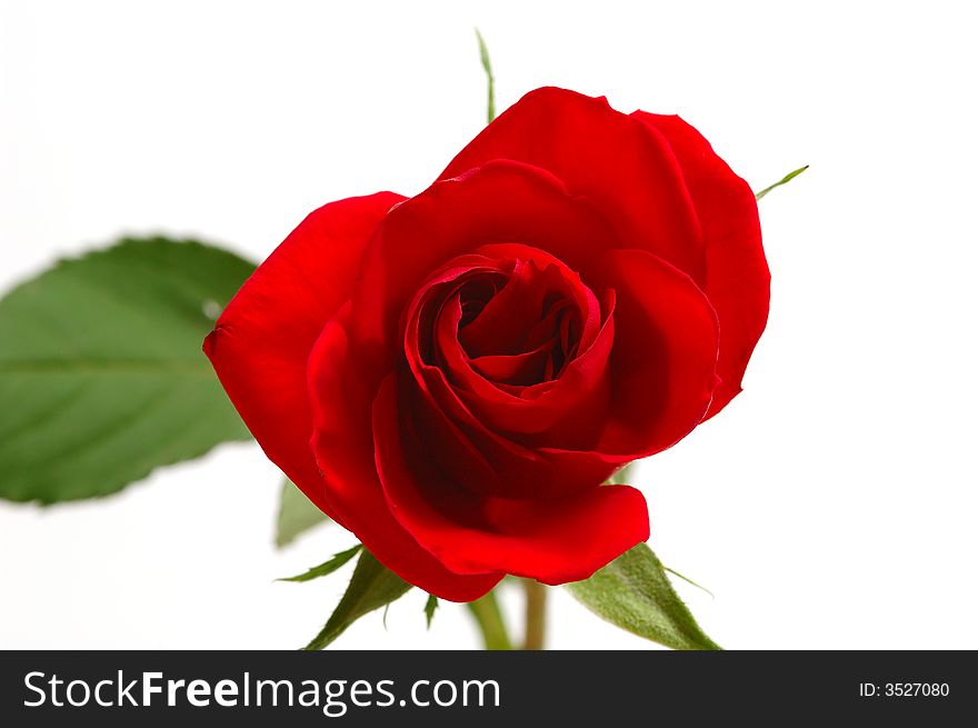 Red Silky Rose