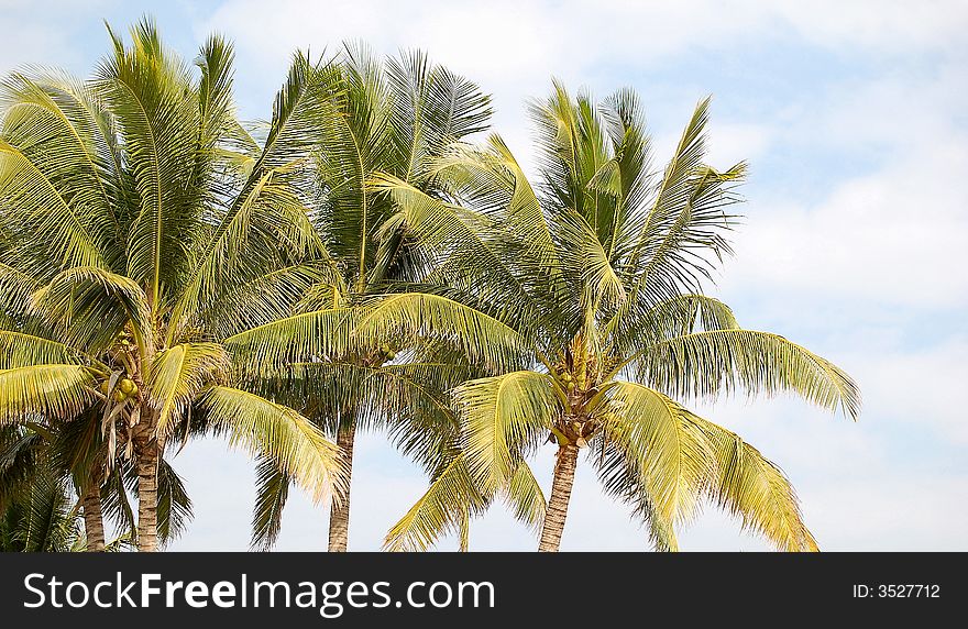 Coconut trees on the beach, sky and clouds as background.