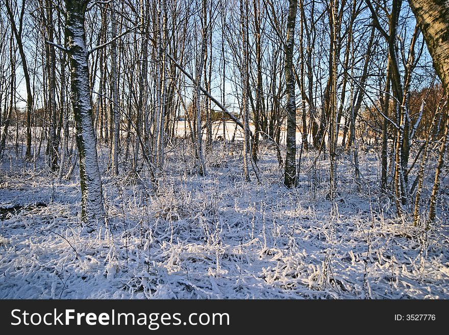 First day of winter in the forest