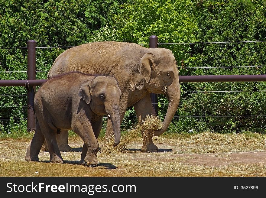 Mother and baby elephant walking side by side