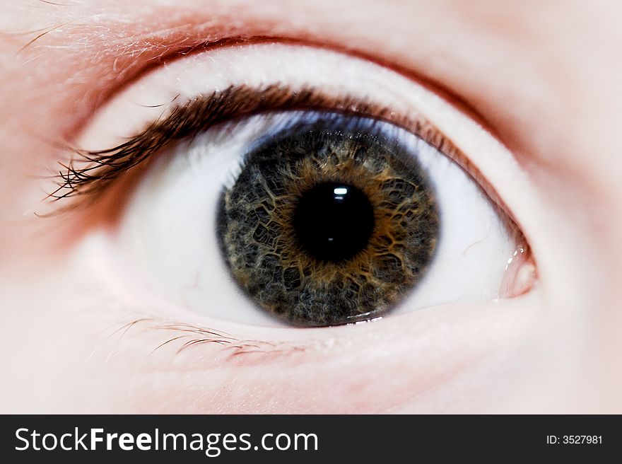 Close up of a human eye. Close up of a human eye