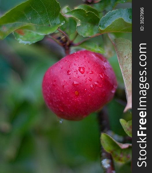 Red apple in the autumn garden