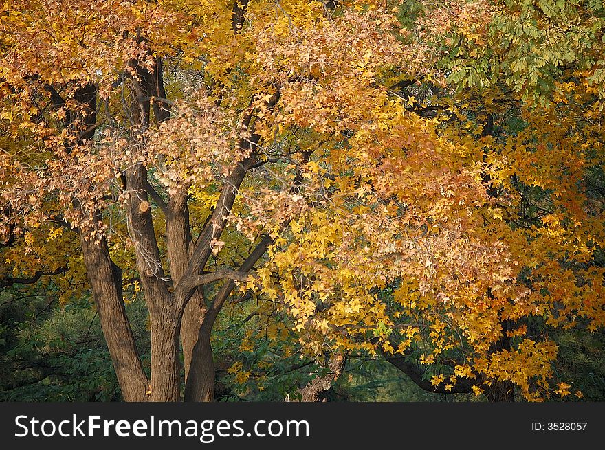 Close up of a autumn maple tree with yellow and golden leaves. Close up of a autumn maple tree with yellow and golden leaves.