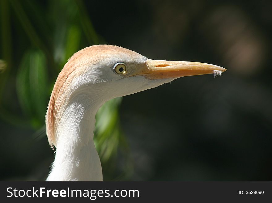 Graceful bird looking for food