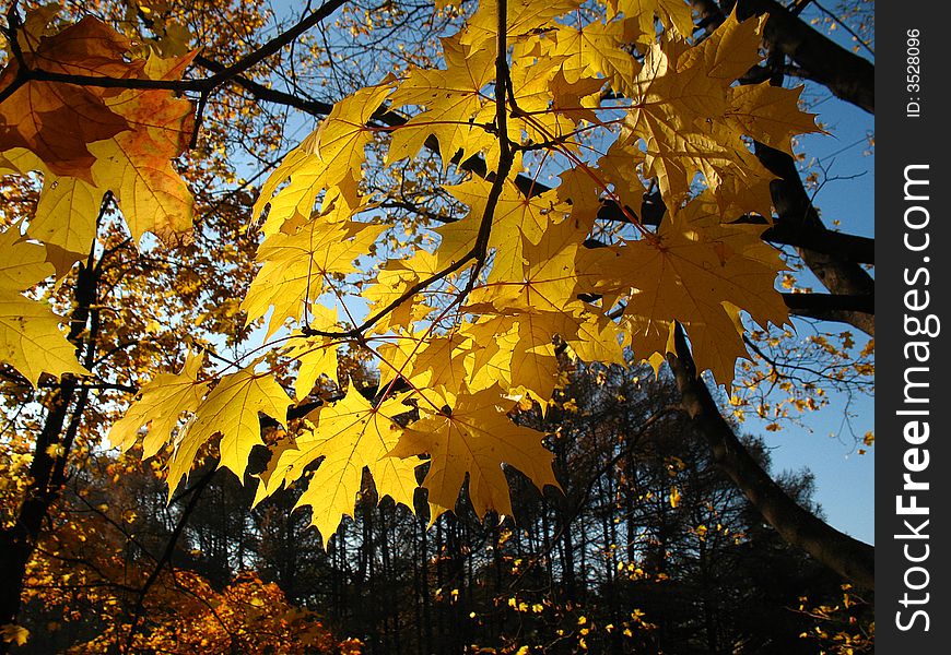 Yellow maple leaves foretell winter. Yellow maple leaves foretell winter