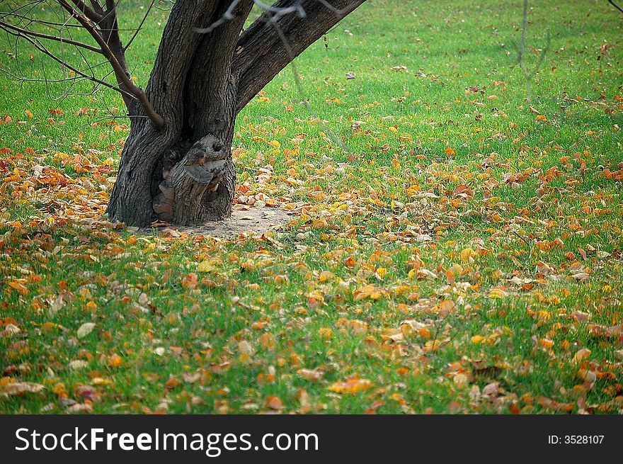 Fallen leaves on grass field in autumn. Fallen leaves on grass field in autumn.