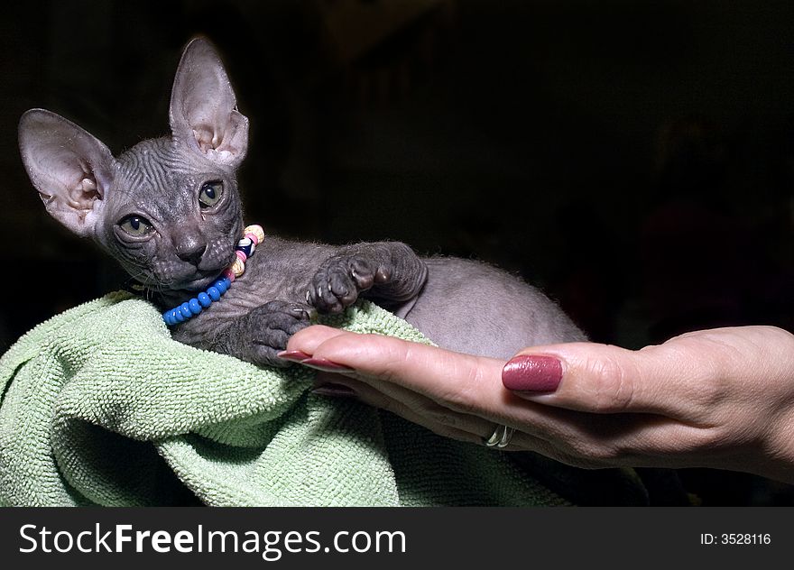 Kitten sphinx