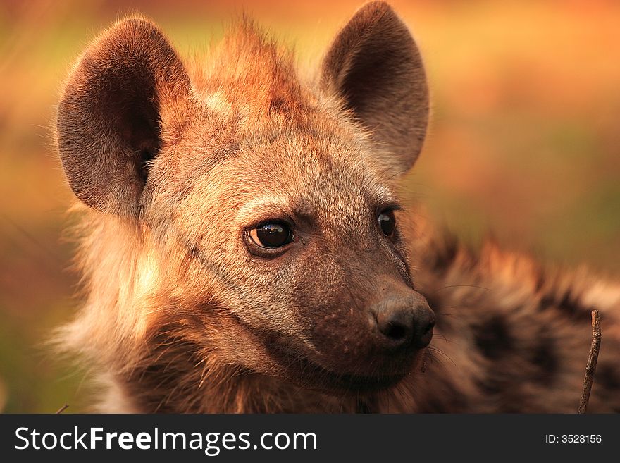 Portrait of a Hyena Youngster. Portrait of a Hyena Youngster