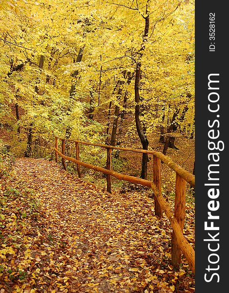 Autumn forest path