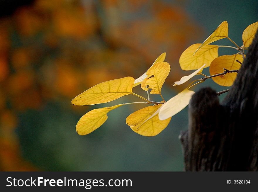 Leaves changing color in autumn. Leaves changing color in autumn