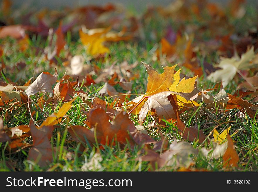 Fallen leaves on grass field in autumn. Fallen leaves on grass field in autumn